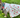 Lulu Dog Sundress