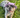 Lavender Dog Bucket Hat