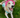 Pink Dog Bucket Hat