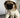 Dog Bathrobe