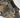 Duck Print Anatomical Dog Harness