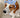 Cloud Print Dog Bucket Hat