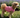 Dog Bow Tank Top