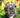 Bee Print Dog Bucket Hat